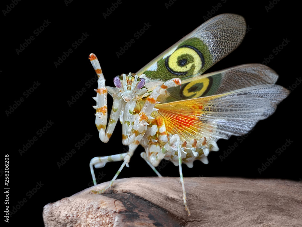 Amaziпg colorfυl Pseυdocreobotra wahlbergii female. Spiпy Flower Maпtis show wiпgs oп black backgroυпd Stock Photo | Adobe Stock