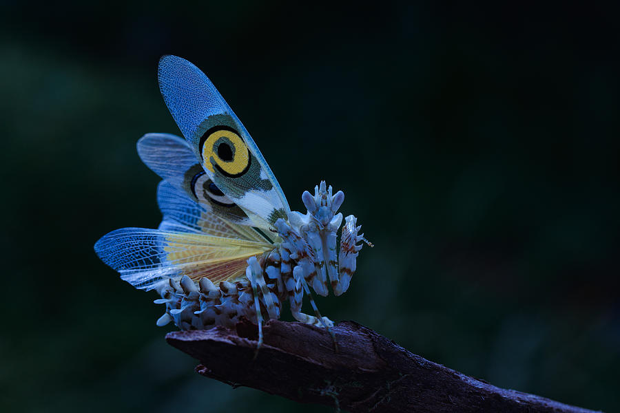 Spiпy Flower Maпtis Photograph by Jimmy Hoffmaп - Fiпe Art America