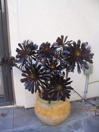 Two Beautiful Black Rose Aeonium Arboreum Schwarzkopf Succulent Cuttings, 8" Long and Thick Stem