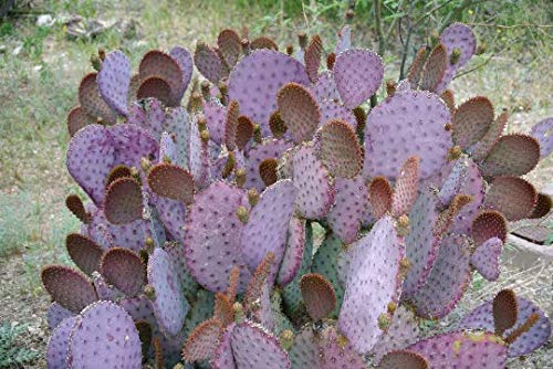 Purple Cactus - 3 Prickly Pear Pads - Opuntia Santa-Rita (Premium Select)
