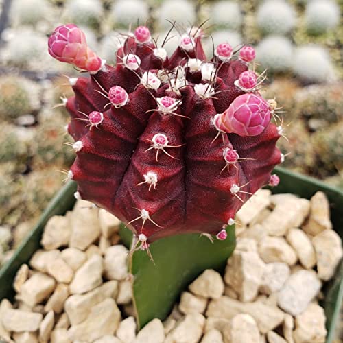 Gymnocalycium Purple Grafted Mihanovichii Hibotam Moon Cacti Cactus Succulent Real Live Plant