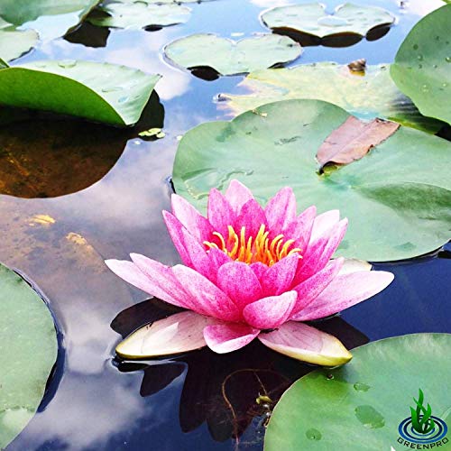 Nymphaea Attraction Red Hardy Water Lily Tuber Rhizome Live Aquatic Plants for Pond Water Garden