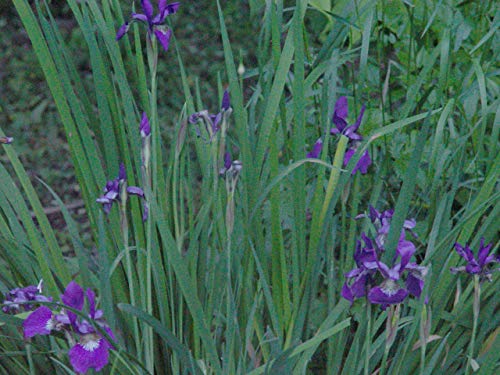 Iris versicolor (Northern Blue Flag Iris) Perennial, blue flowers, 1 - Size Container