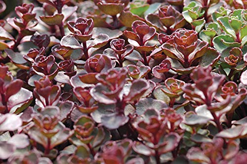 Perennial Farm Marketplace Sedum spurium 'Voodoo' (Stonecrop) Groundcover, 1 Quart, Rosy Red Flowers