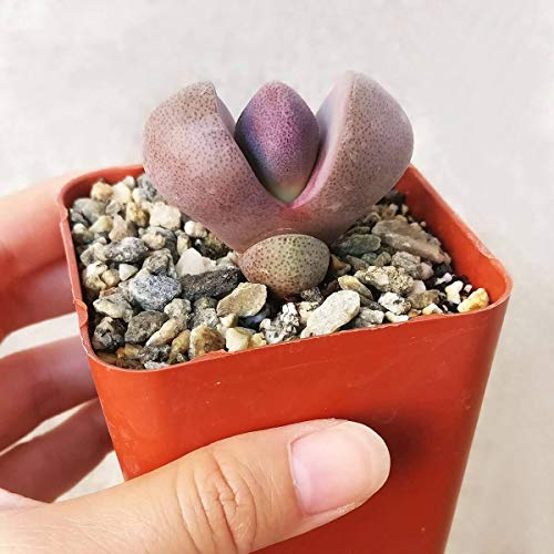 Royal Flush Succulent 4 inch | Free Succulent Holiday Card with Your Order