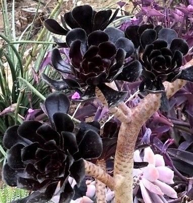 Aeonium arboreum ‘Black Rose', 2 Cuttings 3-5