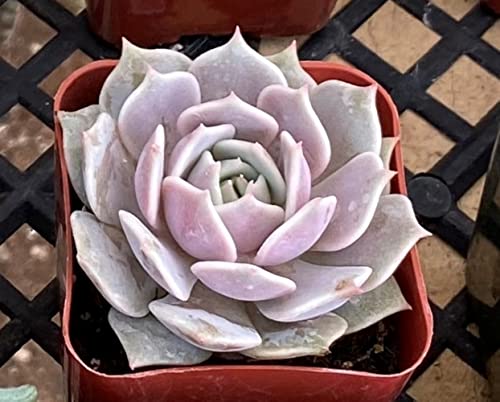 2in Echeveria Lola, 1 Pack Rare Live Mini Succulent Plant Fully Rooted in Pots with Soil Mix, Real House Plant for Indoor Outdoor Home Office Wedding Decoration DIY Projects Party Favor Gift