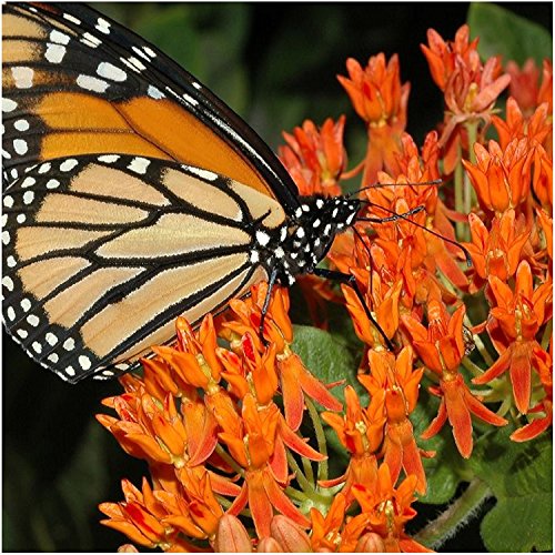 Butterfly Milkweed Seed Packet Duo (Asclepias tuberosa) Open Pollinated Seeds by Seed Needs