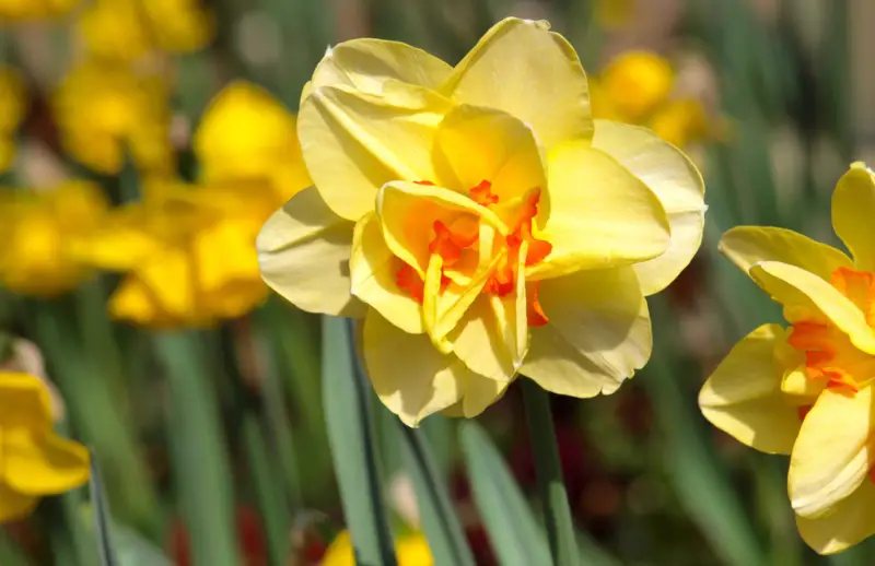Double-Daffodils