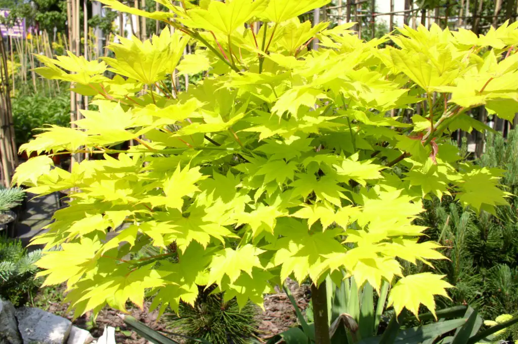 Fullmoon Mable - Acer shirasawanum