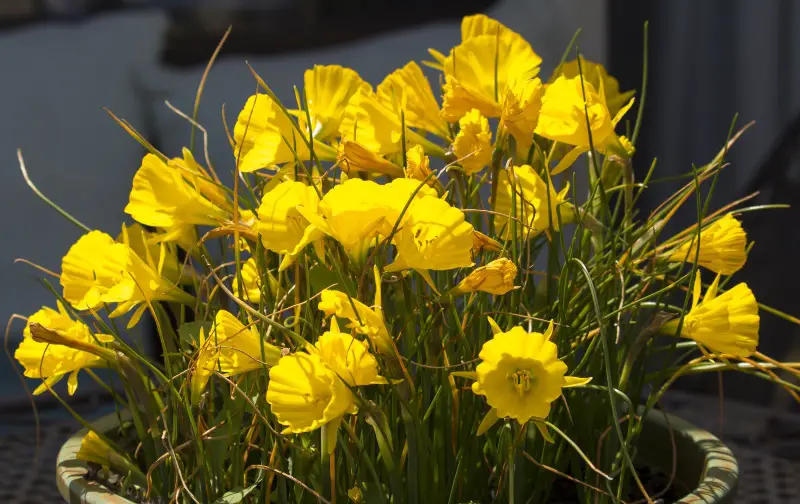 Golden-Bell-Daffodils