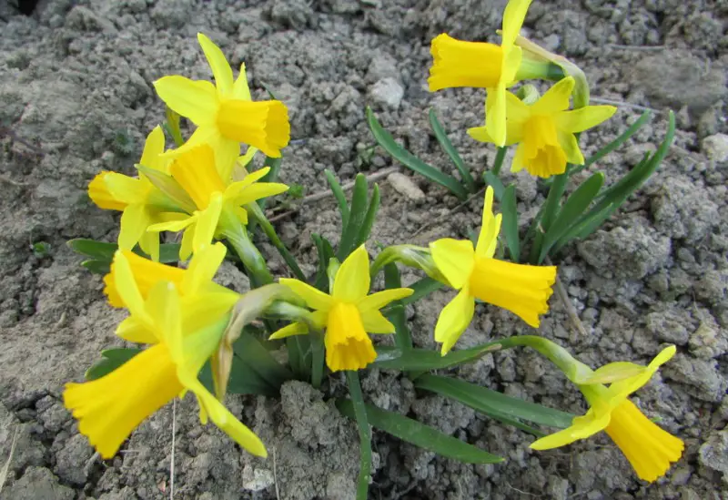 Jonquilla-Daffodils