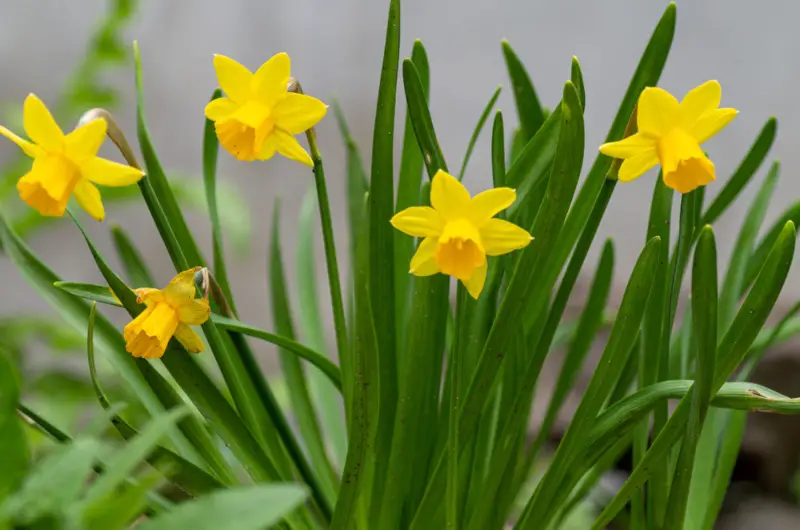 Miniature-Daffodils