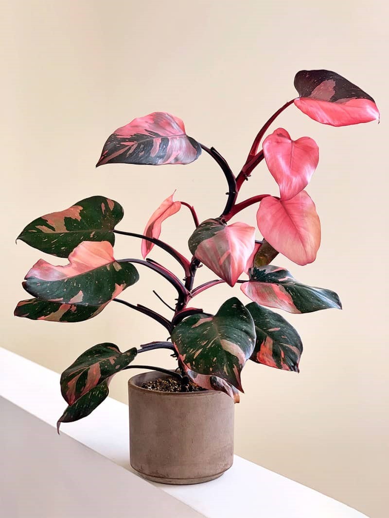 Pink Princess Philodendron: la guía de cuidados más completa para principiantes