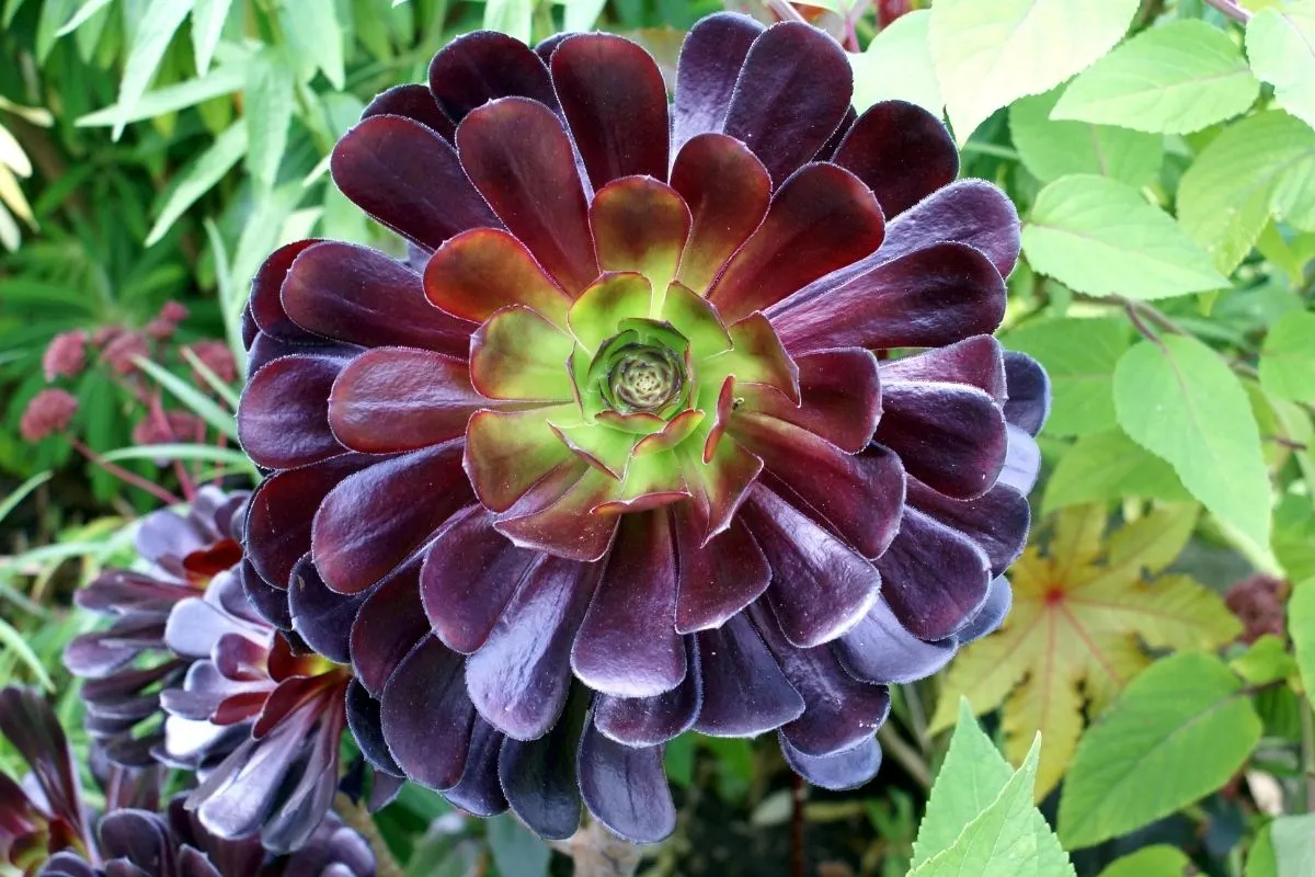 purple pinwheel succulent