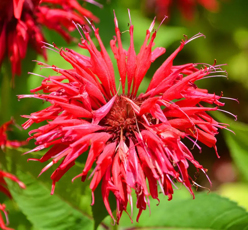 red Bee Balm