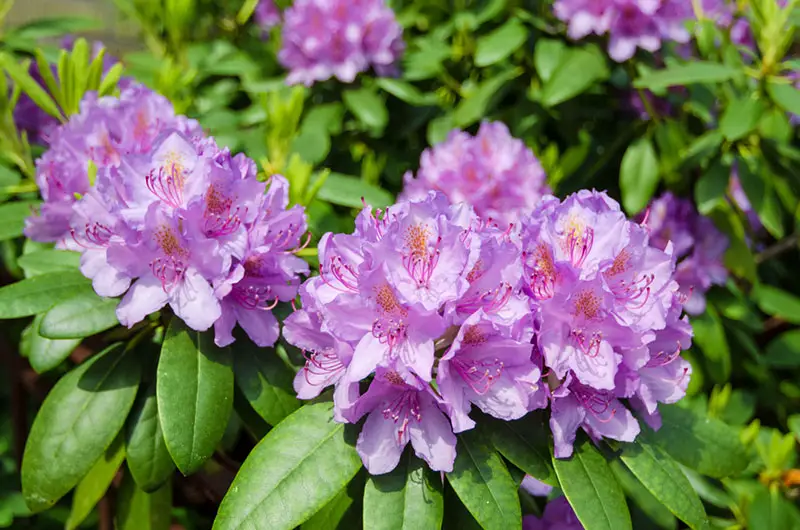 Rhododendron bloom