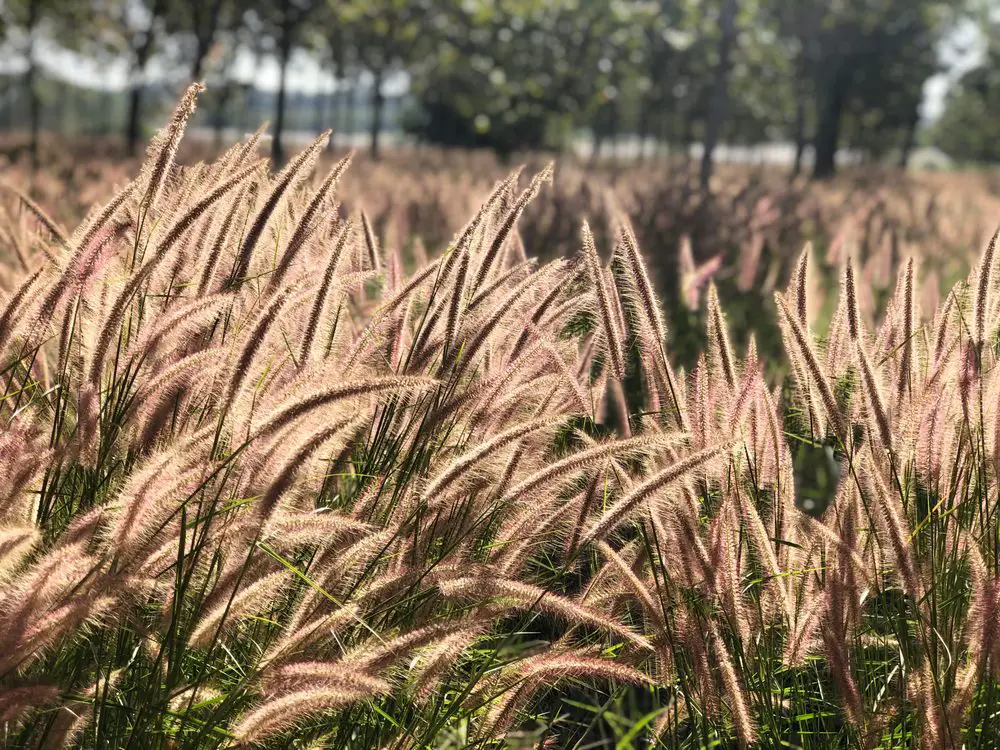 Ruby-Grass
