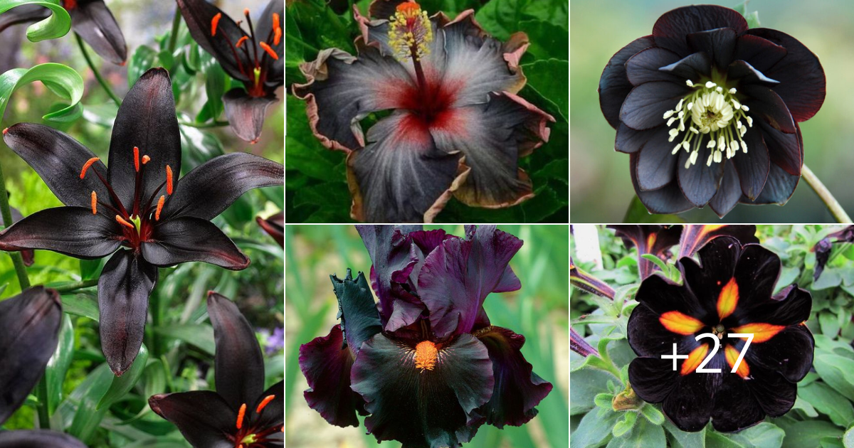 Plants Wıth (Almost) Black Flowers For Your Backƴard