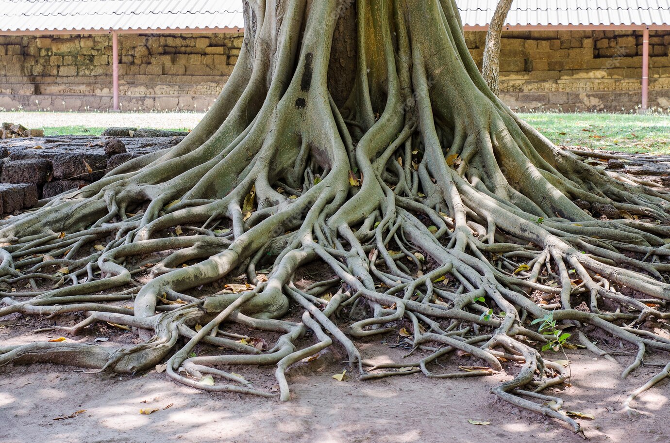 Больший корень это. Красивое дерево с корнями. Большие корни. Красивые корни. Красивое дерево с большими корнями.