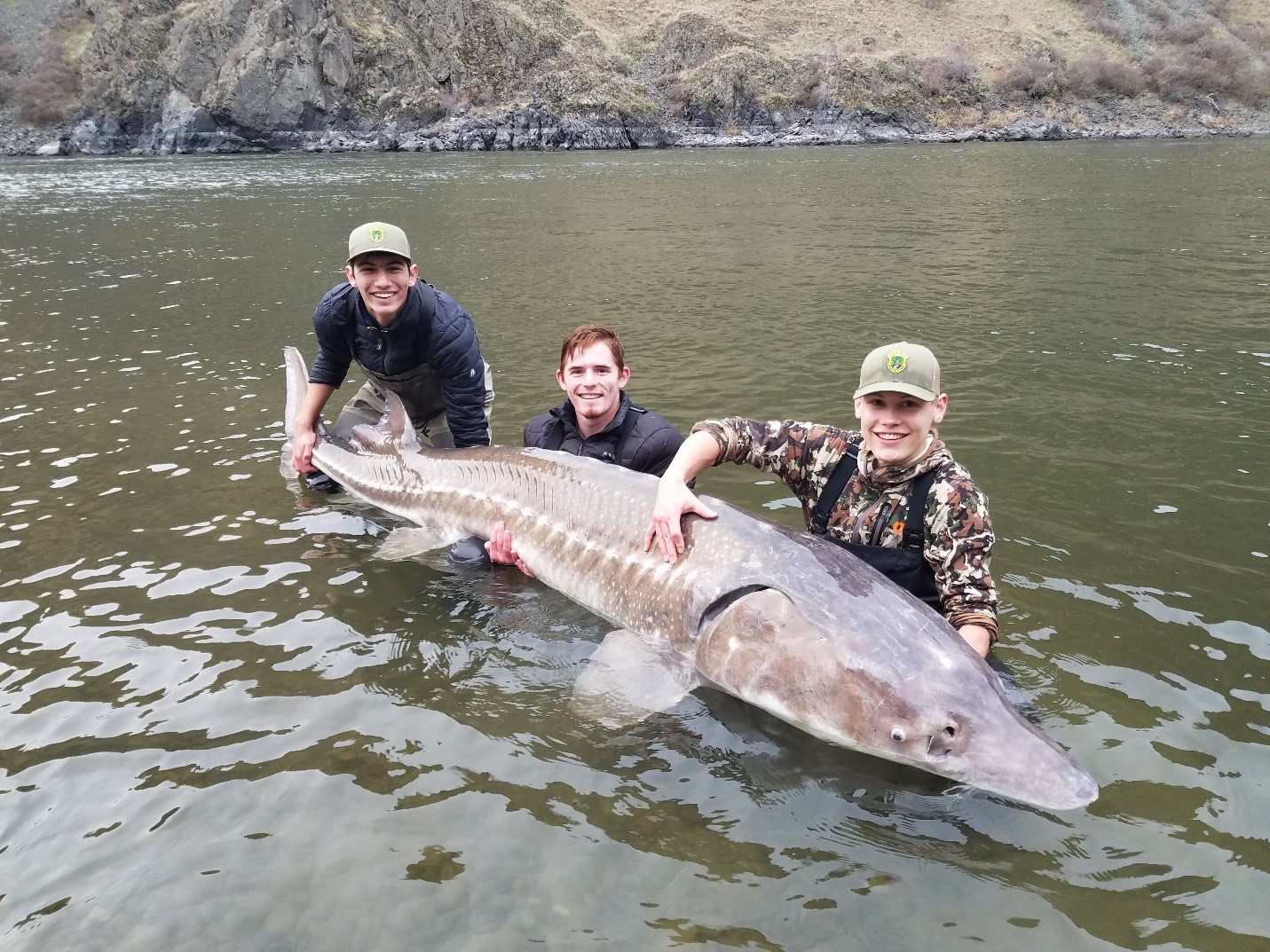 Record-breaking 125-year-old Lake Sturgeon caught in the U.S., believed to be both largest and oldest freshwater fish ever caught.h - Puppy Blog