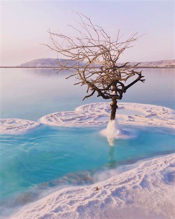 “Tree of Lıfe” Grows on Salt Island ın the Mıddle of the Dead Sea -