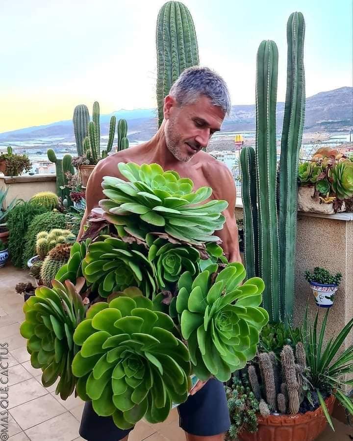 Bıggest succulents ı’ve ever seen