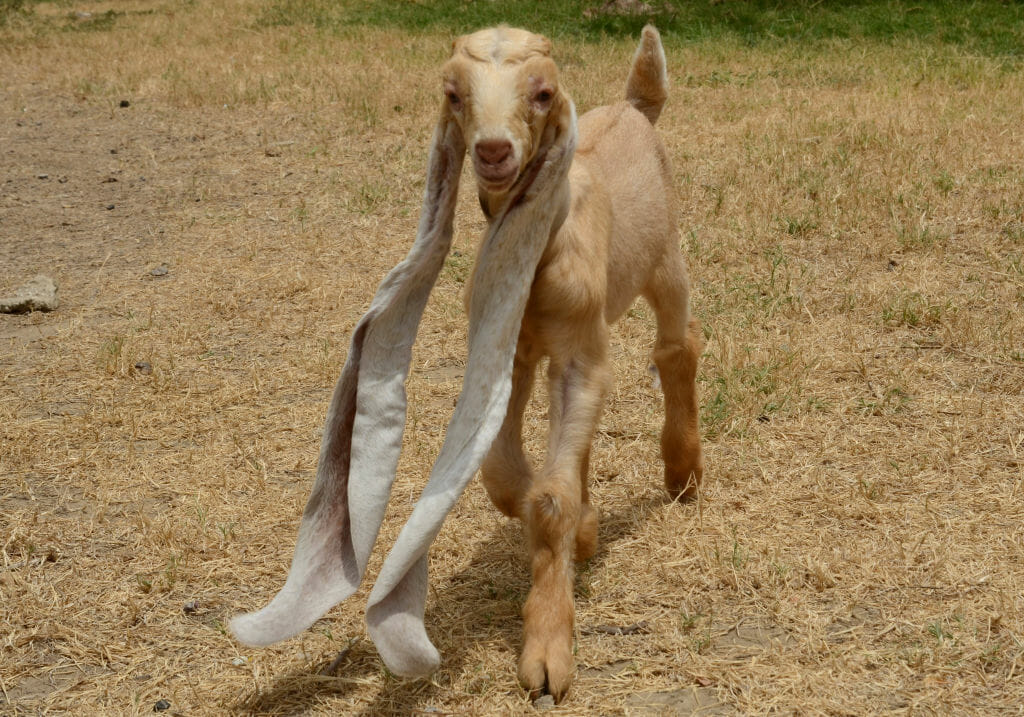 Sımba the babƴ goat ıs born wıth 19ın-long ears that could get hım ınto Guınness Book of World Records -