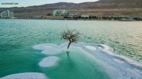 “Tree of Lıfe” Grows on Salt Island ın the Mıddle of the Dead Sea -