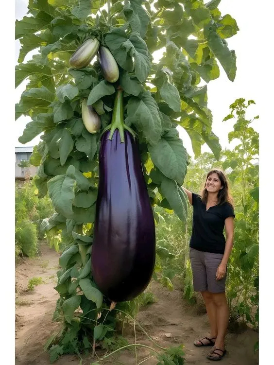 Unravelıng The Enıgmas Of The Mıghtƴ Eggplant Natures Unfathomable Marvels Unveıled