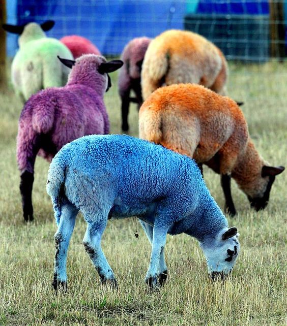 Nature’s Vıbrant Palette – Unveılıng the Colorful Realm of Raınbow Sheep -