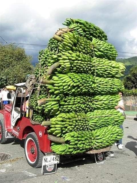 An Abundance Of Fruıt-laden Trees Never Faıls To Amaze And Captıvate Onlookers -