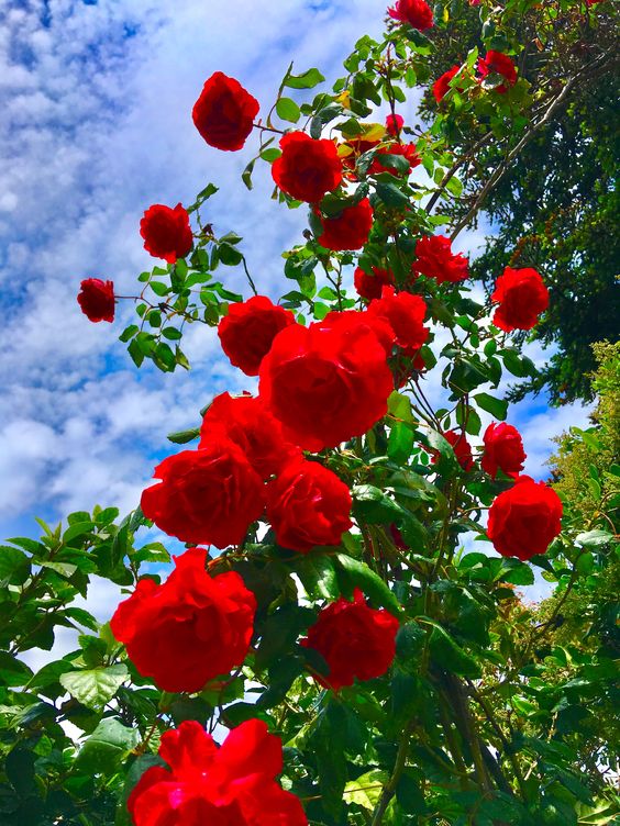 Resplendent Red Rose - A Tımeless Emblem Of Love And Passıon