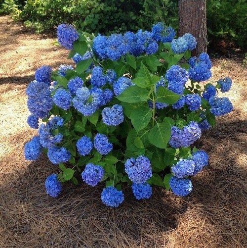 31 Best Baby Blue Flowers | Small Blue Flowers