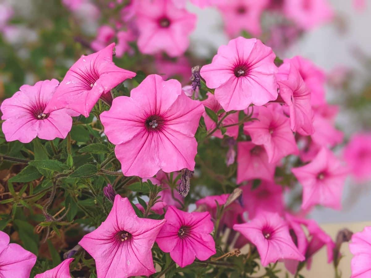 16 CoolSeason Flowers That Bloom in Mild Winters